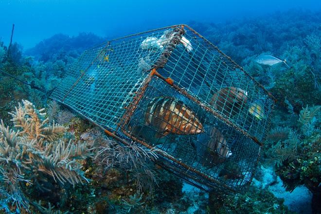 Reef killer 1 - Overfishing - Fish trap Bahamas.  © Frank Baensch, Marine Photobank